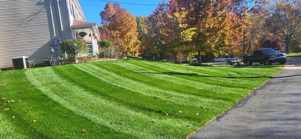 Leaf Relief: Seasonal Cleanup Excellence - The Leaf Relief project showcases Amorales Landscaping’s commitment to keeping outdoor spaces healthy and attractive through thorough, timely leaf cleanup. Our team uses efficient equipment and careful techniques to clear away fallen leaves, helping prevent lawn damage and maintaining curb appeal. Explore how our dedicated service ensures neat, inviting properties for homeowners and businesses each season.