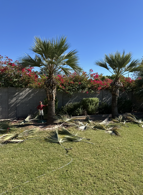 Palm Tree Trimming in Arcadia - For this Arcadia home, our goal was to clean up overgrown fronds while keeping the palms healthy and looking natural.
Ramon and the crew set up access carefully so we could reach the canopy without disturbing the lawn or nearby plants. Each palm was trimmed by hand, removing dead and hanging fronds and shaping the tree to keep it looking neat and balanced.
After trimming, we gathered all debris, hauled it away, and gave the yard a full cleanup. By the time we were done, the palms looked refreshed and the yard was left clean and ready to enjoy.
We treat every Arcadia property like it’s our own and take pride in leaving things better than we found them. Palm Tree Trimming in Arcadia - For this Arcadia home, our goal was to clean up overgrown fronds while keeping the palms healthy and looking natural.
Ramon and the crew set up access carefully so we could reach the canopy without disturbing the lawn or nearby plants. Each palm was trimmed by hand, removing dead and hanging fronds and shaping the tree to keep it looking neat and balanced.
After trimming, we gathered all debris, hauled it away, and gave the yard a full cleanup. By the time we were done, the palms looked refreshed and the yard was left clean and ready to enjoy.
We treat every Arcadia property like it’s our own and take pride in leaving things better than we found them.