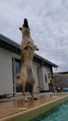 Pet Sitting by Trained Professionals! - Pet sitting since 2007 - check out our 5 star reviews! Pet Sitting by Trained Professionals! - Pet sitting since 2007 - check out our 5 star reviews!