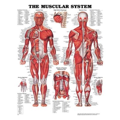 Trigger Point, Deep Tissue, & Sports Therapy Massage - Trigger point therapy s the application of pressure to a tender or hypertonic spot on the muscle thereby allowing the release of built-up toxins in the muscle fibers. This restores the circulation in the muscle fibers & relaxes the whole muscle.
Deep tissue massage focuses on specific areas of concern but with more intensity. Heavier pressure is used to release stubborn muscle tension. Always let your therapist know what pressure is right for you.
Sports massage focuses on muscles relevant to the event. For athletes who train continuously, the goal is to enhance endurance, lessen the chance of injury and shorten the time needed to recover from an event. Sports Massage may utilize a variety of techniques such as classical Swedish Massage, trigger point therapy, and hydrotherapy. Prior to an athletic event, Sports Massage may be used with stretching in order to help athletes to loosen, warm and prepare their muscles so that their performance and endurance might be enhanced. Following an athletic event, Sports Massage may be used to relieve pain, prevent stiffness, and return the muscles back to their normal state. It may also be used for injury rehabilitation. Trigger Point, Deep Tissue, & Sports Therapy Massage - Trigger point therapy s the application of pressure to a tender or hypertonic spot on the muscle thereby allowing the release of built-up toxins in the muscle fibers. This restores the circulation in the muscle fibers & relaxes the whole muscle.
Deep tissue massage focuses on specific areas of concern but with more intensity. Heavier pressure is used to release stubborn muscle tension. Always let your therapist know what pressure is right for you.
Sports massage focuses on muscles relevant to the event. For athletes who train continuously, the goal is to enhance endurance, lessen the chance of injury and shorten the time needed to recover from an event. Sports Massage may utilize a variety of techniques such as classical Swedish Massage, trigger point therapy, and hydrotherapy. Prior to an athletic event, Sports Massage may be used with stretching in order to help athletes to loosen, warm and prepare their muscles so that their performance and endurance might be enhanced. Following an athletic event, Sports Massage may be used to relieve pain, prevent stiffness, and return the muscles back to their normal state. It may also be used for injury rehabilitation.