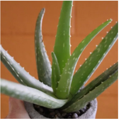 In house Retail: $10 succulent offer - Offer $10 succulents to purchase along with other wellness retail. At Self Balance Massage, our number one priority is the health and safety of all the members of our community.
So many people are treating pain conditions with addictive prescriptions. At Self Balance Massage, we are able to get right to the source of the pain and promote healing through massage so that people can enjoy their lives with fewer prescriptions. In house Retail: $10 succulent offer - Offer $10 succulents to purchase along with other wellness retail. At Self Balance Massage, our number one priority is the health and safety of all the members of our community.
So many people are treating pain conditions with addictive prescriptions. At Self Balance Massage, we are able to get right to the source of the pain and promote healing through massage so that people can enjoy their lives with fewer prescriptions.