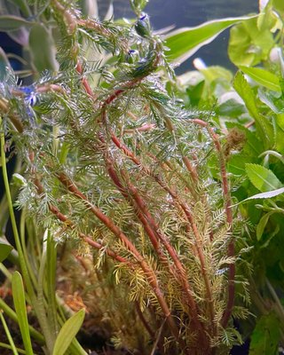 Aquatic Plants - With a large selection of freshwater aquarium plants, we will ensure you will have just the right look and species for your planted aquarium. From stem plants, carpet plants, potted plants to plants on driftwood, our diverse inventory is sure to turn your aquarium into a masterpiece for all of the aquascapist out there! Aquatic Plants - With a large selection of freshwater aquarium plants, we will ensure you will have just the right look and species for your planted aquarium. From stem plants, carpet plants, potted plants to plants on driftwood, our diverse inventory is sure to turn your aquarium into a masterpiece for all of the aquascapist out there!