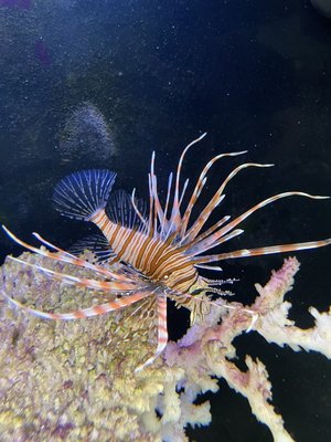 70 gallon reef tank. Now established! - Two new photos to show you