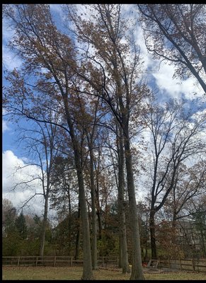 Tree removal Black lick - This tree removal in Black Lick Ohio was a big project. We rigged down and removed the giant logs and hauled all material away. The client was more than pleased.