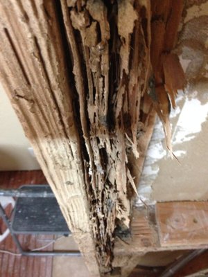 Termite damage discovered during a kitchen remodel. - This is a photo of Termite damage discovered by a home owner while remodeling there kitchen. Termite damage discovered during a kitchen remodel. - This is a photo of Termite damage discovered by a home owner while remodeling there kitchen.