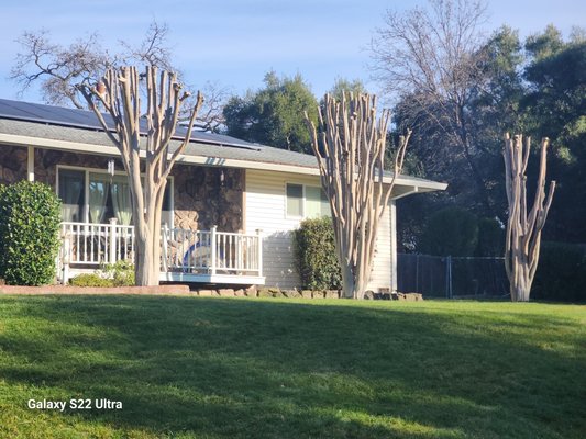 Residential Services - Del Cid Tree Services specializes in providing top-tier tree care solutions for residential properties. Our company offers comprehensive maintenance plans tailored to meet the unique needs of homeowners with multiple properties.

With our licensed and insured team, you can trust that your trees are in capable hands. We prioritize the health and safety of your trees, ensuring they remain beautiful and well-maintained throughout the year.

In addition to our regular maintenance plans, we also provide emergency services, including prompt tree removal and land clearing, to address urgent situations effectively.

Contact us today for a personalized estimate and let Del Cid Tree Services take care of all your residential tree care needs with professionalism and expertise.