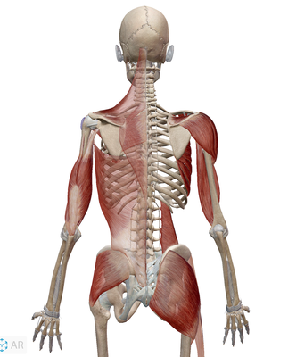 Rolf Method Structural Integration - Rolf Method Structural Integration is a form of hands-on bodywork that focuses on soft connective tissue (aka “fascia”) to realign the body. Fascia runs through the body like a 3-dimensional web-- connecting and wrapping every muscle, bone, organ, and nerve.
By increasing body awareness and releasing fascial restrictions that result from injury, repetitive motion, and postural habits, the body is free to move with greater ease and increased range & quality of motion.
Structural Integration is ideally done in a series of 10 progressive sessions that work to reorganize the body as a whole. This holistic method uncovers a healthier functioning body system, getting to the root cause of aches and pains so you can experience optimal alignment and fluidity in your body.
Benefits of Structural Integration include:
-Better alignment & posture
-Reduced compression & pain
-Greater range & quality of motion
-Strengthened Mind/Body awareness
-Increased athletic performance
-Improved overall wellness
Sessions are 1.5-2 hours long, depending on the session and person
$225 for single sessions
$2025 for the ten series Rolf Method Structural Integration - Rolf Method Structural Integration is a form of hands-on bodywork that focuses on soft connective tissue (aka “fascia”) to realign the body. Fascia runs through the body like a 3-dimensional web-- connecting and wrapping every muscle, bone, organ, and nerve.
By increasing body awareness and releasing fascial restrictions that result from injury, repetitive motion, and postural habits, the body is free to move with greater ease and increased range & quality of motion.
Structural Integration is ideally done in a series of 10 progressive sessions that work to reorganize the body as a whole. This holistic method uncovers a healthier functioning body system, getting to the root cause of aches and pains so you can experience optimal alignment and fluidity in your body.
Benefits of Structural Integration include:
-Better alignment & posture
-Reduced compression & pain
-Greater range & quality of motion
-Strengthened Mind/Body awareness
-Increased athletic performance
-Improved overall wellness
Sessions are 1.5-2 hours long, depending on the session and person
$225 for single sessions
$2025 for the ten series