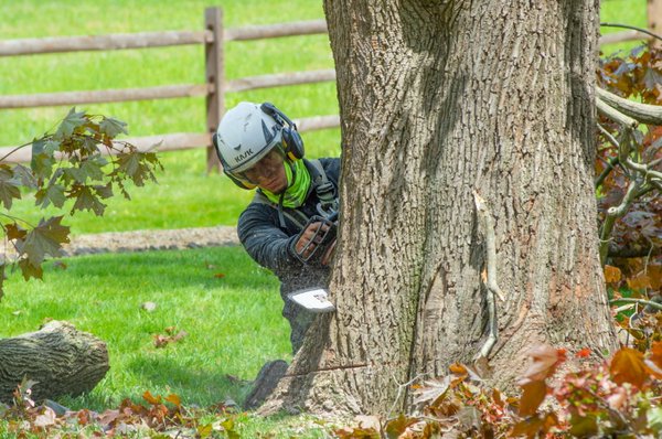 Tree Removal Services - Looking to add more sunlight? Create more space? Get rid of damaged/diseased trees? At J&L Budget Tree Service, LLC, you can count on us for your tree removal in New Jersey. By utilizing our state-of-the-art equipment, our team of expert technicians will assure proper, safe, and efficient removal of your New Jersey trees.
Some of the trees that we commonly remove in New Jersey include oak, maple, ash, birch, pine, and walnut. Additionally, our team is skilled at removing any type of tree that may be blocking your sunlight or adding to your home’s structural integrity.
We also provide 24/7 emergency tree removal services.
Don’t wait – contact us today for a free estimate on removing your trees in New jersey! Tree Removal Services - Looking to add more sunlight? Create more space? Get rid of damaged/diseased trees? At J&L Budget Tree Service, LLC, you can count on us for your tree removal in New Jersey. By utilizing our state-of-the-art equipment, our team of expert technicians will assure proper, safe, and efficient removal of your New Jersey trees.
Some of the trees that we commonly remove in New Jersey include oak, maple, ash, birch, pine, and walnut. Additionally, our team is skilled at removing any type of tree that may be blocking your sunlight or adding to your home’s structural integrity.
We also provide 24/7 emergency tree removal services.
Don’t wait – contact us today for a free estimate on removing your trees in New jersey!
