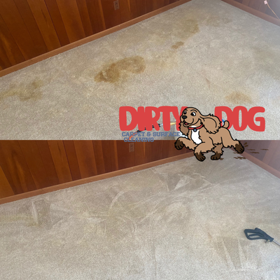 Urine stain removal - We got a call from a customer with a puppy who left urine stains on the carpet. We were able to use our extraction system with eco friendly cleaning solutions to remove the urine stain and odor.