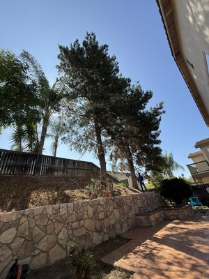 This job involved removing the trees and hauling away all the trash. - We worked carefully with the team, and everything went well; the client was satisfied with the work.