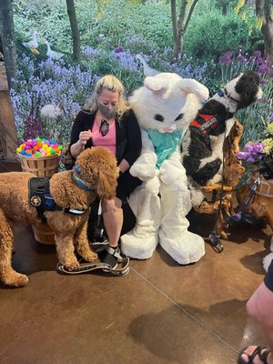 Bass Pro at Easter - Lots of new things - A person in a Huge Bunny Outfit along with tons of people moving around while photographers with cameras, flashes, etc were taking pictures was a huge distraction for these pups to work through and tolerate with their handlers as distance. Bass Pro at Easter - Lots of new things - A person in a Huge Bunny Outfit along with tons of people moving around while photographers with cameras, flashes, etc were taking pictures was a huge distraction for these pups to work through and tolerate with their handlers as distance.