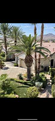 Palm Tree Season , Palm Tree Safety - It is important to provide a service that is done right, and done safe. This is easy for RedGator Tree Service because we are Certified Arborists, and have been providing tree services for over 10 years. Palm Tree Season , Palm Tree Safety - It is important to provide a service that is done right, and done safe. This is easy for RedGator Tree Service because we are Certified Arborists, and have been providing tree services for over 10 years.