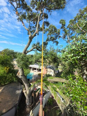Large Tree Removal & Precision Rigging – Residential Property (Central Florida) - We completed a large residential tree removal in Central Florida, focusing on safety, precision, and full protection of the surrounding property.
The tree was located close to the home and fence line, requiring controlled rigging and sectional dismantling. Our crew carefully climbed and removed the tree piece by piece to avoid any impact to nearby structures or landscaping.
Scope of work included:
• Full tree removal using professional rigging techniques
• Sectional dismantling near structures and tight access areas
• Protection of roofline, fencing, and surrounding landscape
• Efficient debris removal and complete site cleanup
This project highlights our ability to safely handle complex removals where precision is critical.
In addition to residential work, we also service commercial properties including HOAs, apartment complexes, and managed properties throughout Central Florida.
⸻
Fully insured. Free estimates available. Fast scheduling in the Central Florida area! Large Tree Removal & Precision Rigging – Residential Property (Central Florida) - We completed a large residential tree removal in Central Florida, focusing on safety, precision, and full protection of the surrounding property.
The tree was located close to the home and fence line, requiring controlled rigging and sectional dismantling. Our crew carefully climbed and removed the tree piece by piece to avoid any impact to nearby structures or landscaping.
Scope of work included:
• Full tree removal using professional rigging techniques
• Sectional dismantling near structures and tight access areas
• Protection of roofline, fencing, and surrounding landscape
• Efficient debris removal and complete site cleanup
This project highlights our ability to safely handle complex removals where precision is critical.
In addition to residential work, we also service commercial properties including HOAs, apartment complexes, and managed properties throughout Central Florida.
⸻
Fully insured. Free estimates available. Fast scheduling in the Central Florida area!