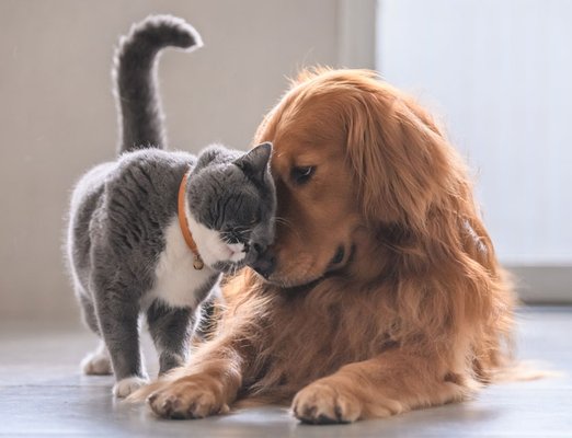 Pet Friendly - At Pest Zero, your pets are family—and their safety comes first. Our treatments are carefully selected to be tough on pests but gentle around cats, dogs, and other household companions. We use targeted methods and eco-conscious products that minimize risk while delivering lasting protection.
From rodents to ants, wasps, and beyond, our solutions are designed to keep your home pest-free without compromising the health and comfort of your furry friends. With Pest Zero, you can enjoy peace of mind knowing your loved ones—two-legged and four-legged—are safe. Pet Friendly - At Pest Zero, your pets are family—and their safety comes first. Our treatments are carefully selected to be tough on pests but gentle around cats, dogs, and other household companions. We use targeted methods and eco-conscious products that minimize risk while delivering lasting protection.
From rodents to ants, wasps, and beyond, our solutions are designed to keep your home pest-free without compromising the health and comfort of your furry friends. With Pest Zero, you can enjoy peace of mind knowing your loved ones—two-legged and four-legged—are safe.