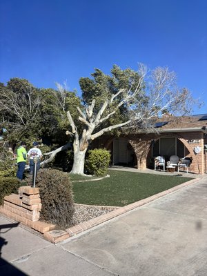 Ficus tree removal successfully completed! - Ficus tree removal successfully completed in Glendale, Arizona! Another project completed safely and professionally for our valued customer. Ficus tree removal successfully completed! - Ficus tree removal successfully completed in Glendale, Arizona! Another project completed safely and professionally for our valued customer.