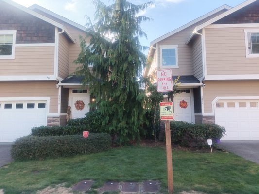 tree trimming and bush shaping - This project was a shared front yard. Both homeowners were very pleased when the job was done.