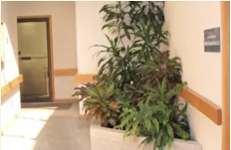 Interior Plantscaping and Design - There are so many opportunities to bring in beautiful plantscaping! But what options are best? Together with our Shades of Green design team, we'll develop a custom plantscaping design that perfectly complements your business, while providing easy maintenance and without interfering with your daily work.

Environmental Design

Lighting, location, foot traffic, color, and size - all factors abound when choosing the right plants for your office. With our three decades of experience, your plantscape will perfectly integrate with your space, providing a comfortable and inviting atmosphere.

Sub-Irrigation, Installation and Maintenance

Plants are relatively simple to keep, but ensuring long-lasting beauty requires consistent care. Shades of Green will provide your property with simple, affordable maintenance! Don't want to spend time watering every day? Our sub-irrigation concept creates a self-watering solution for your plants without any attention.