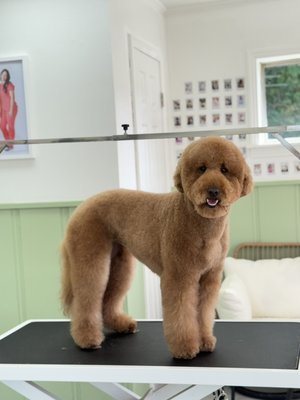Fluffie Puppie grooms - ✨SALON & MOBILE GROOMING✨
Skilled haircuts • Professional grade products • Same groomer every appointment • Assistants on board • Only groom vacinated pups • Holistic Grooming
📍907 Natchitoches St West Monroe La 71291 Fluffie Puppie grooms - ✨SALON & MOBILE GROOMING✨
Skilled haircuts • Professional grade products • Same groomer every appointment • Assistants on board • Only groom vacinated pups • Holistic Grooming
📍907 Natchitoches St West Monroe La 71291