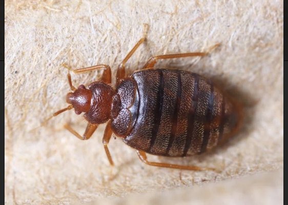 Bedbug treatment - Bed bug treatment. Bedbug treatment - Bed bug treatment.