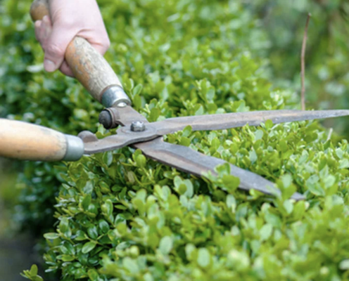 ORNAMENTAL CARE - Whether you want to maintain your garden taken care off weekly, bi weekly and or monthly, Refined provides superior ornamental care by knowing what type of plants each customer has and schedules exclusively service dates related to your garden.
Ornamental Care Services:
○ Seasonal pruning/trimming on all shrubs, hedges, trees under 10ft.
○ Health and disease plant diagnosis
○ Diseased care and removal
○ Winter covering and protection ORNAMENTAL CARE - Whether you want to maintain your garden taken care off weekly, bi weekly and or monthly, Refined provides superior ornamental care by knowing what type of plants each customer has and schedules exclusively service dates related to your garden.
Ornamental Care Services:
○ Seasonal pruning/trimming on all shrubs, hedges, trees under 10ft.
○ Health and disease plant diagnosis
○ Diseased care and removal
○ Winter covering and protection