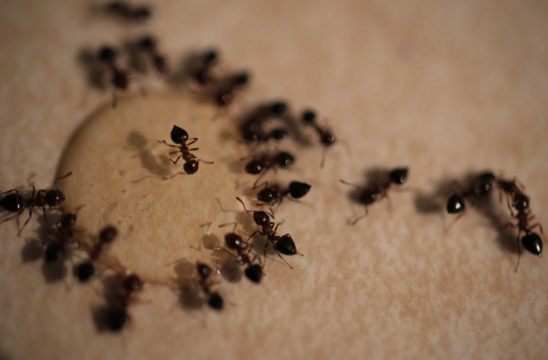 Ant Control - Ants are hands down the most common pest we see in our daily lives and in Florida. We have one of largest varieties of ants. Ants tend to make their way into everything we do, from walking across our papers at work, marching over our dinner plates at home and even making their colony inside of our walls.
They can affect your health and depending on the ant it can also affect the structure of your home or business. We have all the best techniques and know exactly how to discover what ants are making entrance. From then we decide what solution is best to eliminate your ant infestation and then take the extra step to protect you from any future infestations. Ant Control - Ants are hands down the most common pest we see in our daily lives and in Florida. We have one of largest varieties of ants. Ants tend to make their way into everything we do, from walking across our papers at work, marching over our dinner plates at home and even making their colony inside of our walls.
They can affect your health and depending on the ant it can also affect the structure of your home or business. We have all the best techniques and know exactly how to discover what ants are making entrance. From then we decide what solution is best to eliminate your ant infestation and then take the extra step to protect you from any future infestations.