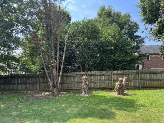 Tree and Stump Removal - One tree and 3 stump removal in Dallas Downs, Franklin, TN. Customer requested to leave debris for costs savings. Tree and Stump Removal - One tree and 3 stump removal in Dallas Downs, Franklin, TN. Customer requested to leave debris for costs savings.