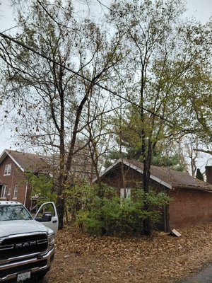Garage Area Overgrowth Removed - A common clean up for us is around garages that are often overlooked. This one was no exception. So much extra was allowed to grow in between the 2 trees. The two trees also had branches hanging on the garage roof itself that need to be removed. Peoria Lawn had 2 teams this day to get the property cleaned up and finish this project. Garage Area Overgrowth Removed - A common clean up for us is around garages that are often overlooked. This one was no exception. So much extra was allowed to grow in between the 2 trees. The two trees also had branches hanging on the garage roof itself that need to be removed. Peoria Lawn had 2 teams this day to get the property cleaned up and finish this project.