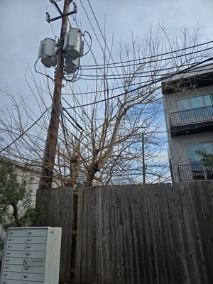 February 2025 - Tree Removal