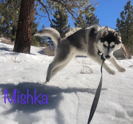 Lights, Camera, Action! - Pups enjoying the outdoors