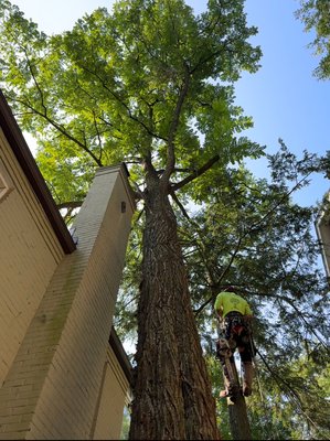 Tree removal over a house. - This project was successfully completed with no damage on property. Our highly skilled arborists removed this tree with limited space to work with and machinery access, our experts manage to remove the tree completely. Tree removal over a house. - This project was successfully completed with no damage on property. Our highly skilled arborists removed this tree with limited space to work with and machinery access, our experts manage to remove the tree completely.