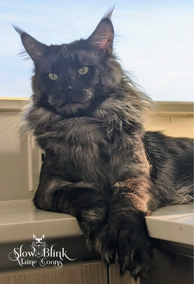 Our Kings & Queens - We are a registered member of three of the world's leading cat breed organizations — TICA, CFA, & CCA — and we pride ourselves on maintaining the highest standards in cat breeding! Our Kings & Queens - We are a registered member of three of the world's leading cat breed organizations — TICA, CFA, & CCA — and we pride ourselves on maintaining the highest standards in cat breeding!