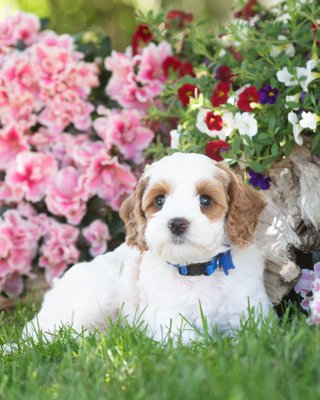 MIC DUNDEE & RIVER // MAY 2024 - Puppies were born on Wednesday, May 15th. Puppies should weigh 25-35lbs as adults and will be available to join their families around mid July.