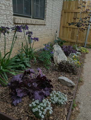 Cottage Garden Redesign - A petrified wood feature replaced the broken fountain, bringing in the brick tones and offering a focal point with natural texture. Deep blues and purples in the redbud, columbine, oxalis, agapanthus, and heuchera contrast the white brick. Sweet alyssum, tickseed, foxglove, and calibrachoa enhance the cottage feel through the dense flowers and varied foliage. Planting attracts pollinators while tolerating the partial shade, and some space remains for the owner to continue to build up the planting. Cottage Garden Redesign - A petrified wood feature replaced the broken fountain, bringing in the brick tones and offering a focal point with natural texture. Deep blues and purples in the redbud, columbine, oxalis, agapanthus, and heuchera contrast the white brick. Sweet alyssum, tickseed, foxglove, and calibrachoa enhance the cottage feel through the dense flowers and varied foliage. Planting attracts pollinators while tolerating the partial shade, and some space remains for the owner to continue to build up the planting.