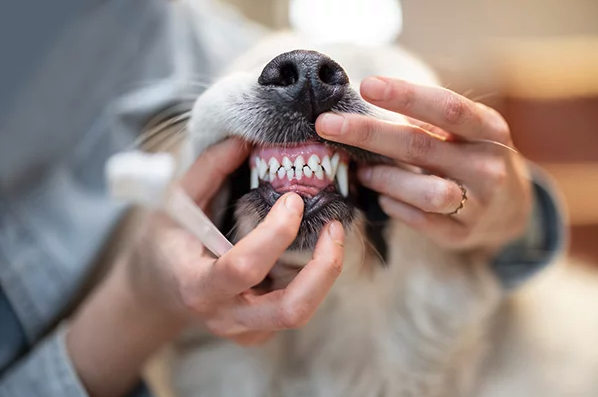 Teeth Cleaning Services - Our pet teeth cleaning service is a safe and effective way to keep your furry friend's teeth healthy and clean without the use of anesthesia. Our experienced groomers use gentle techniques and specialized tools to remove plaque, tartar, and debris from your pet's teeth and gums, reducing the risk of dental disease and promoting overall oral health.

We understand that anesthesia-free teeth cleaning is a preferred option for many pet owners who are concerned about the risks associated with sedation. That's why our team is specially trained in performing this type of teeth cleaning, using only safe and effective techniques to ensure your pet's comfort and wellbeing throughout the process.

So, whether your pet needs a routine teeth cleaning or more extensive dental care, our anesthesia-free teeth cleaning service is a great way to keep their teeth and gums healthy and their breath fresh. Contact us today to schedule an appointment!