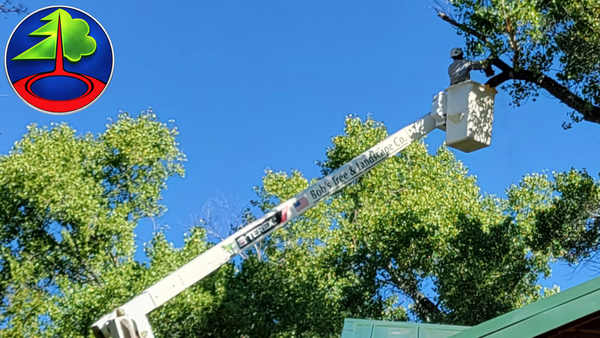 Thunder Struck Tree Finally Removed - This customer had a giant pine struck by lightening two years ago, and decided they had had enough of worrying about a fall on the house. Bob's team was able to successfully remove the gigantic tree limp by limp from top to bottom in strategic and safe fashion with the Terrex lift fully extended on most of the crucial cuts.
