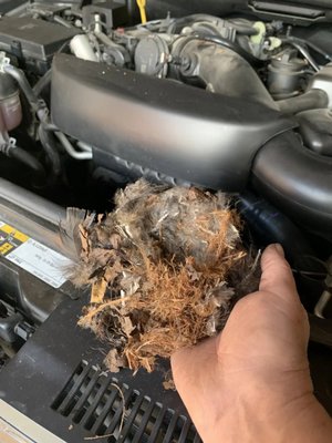 Rodent Nest - Rodent Nest in Your Car? San Francisco Cleanup
Description: Found a rodent nest? Contact Paul’s Mobile Detailing for shop-only inspection, contamination cleanup, and proofing options. 55 Elmira St, San Francisco. Rodent Nest - Rodent Nest in Your Car? San Francisco Cleanup
Description: Found a rodent nest? Contact Paul’s Mobile Detailing for shop-only inspection, contamination cleanup, and proofing options. 55 Elmira St, San Francisco.