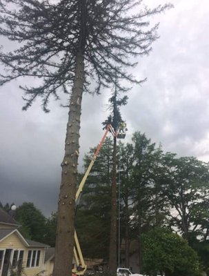 Large pine removal next to house - “🌲 Safe, professional, and precise! Our crew carefully removed these massive trees towering over a customer’s home. Using the right equipment and expert skill, we made sure everything came down smoothly without a scratch to the property. At G Adams Tree Service LLC, no job is too big or too tricky. Fully licensed, insured, and always reliable—call us today for your FREE estimate! 📞 570-251-1263”