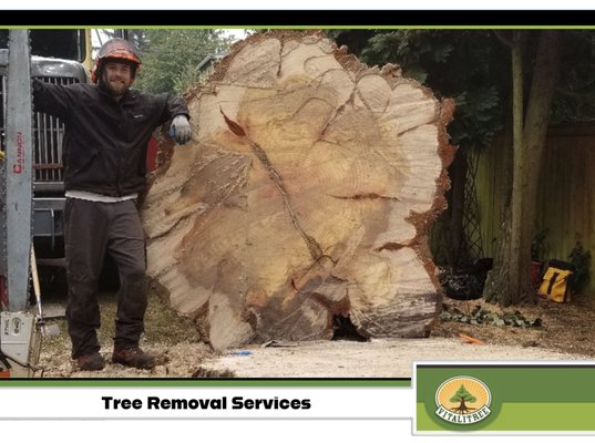 Tree Removal - We are highly skilled at removing trees.
Whether it is a small or large tree, out in the open, or hanging over multiple houses, we employ the best equipment and modern techniques to get your tree down safely and accurately.
But we also care deeply about providing options to save your tree if possible. Our Tree for Tree community planting program is also our commitment to keeping our city green and healthy, planting a tree in the city for every tree we need to remove. Tree Removal - We are highly skilled at removing trees.
Whether it is a small or large tree, out in the open, or hanging over multiple houses, we employ the best equipment and modern techniques to get your tree down safely and accurately.
But we also care deeply about providing options to save your tree if possible. Our Tree for Tree community planting program is also our commitment to keeping our city green and healthy, planting a tree in the city for every tree we need to remove.