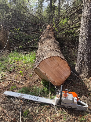 Tree Removal - When it comes to tree removal, we offer comprehensive tree removal services tailored to your specific needs. Tree removal is sometimes necessary for various reasons, including:

 

​Diseased or Dying Trees - Trees afflicted by disease or irreparable damage pose safety hazards and may need to be removed to prevent property damage or injury.

 

​Structural Instability - Trees with compromised structural integrity, such as those affected by severe storms or pests, may require removal to ensure the safety of surrounding structures and individuals.

​

Overcrowding or Encroachment - Trees that are overcrowded or encroaching on buildings, utilities, or other vegetation may need to be removed to maintain a balanced and healthy landscape.

​

At Boreal Tree Service, we approach tree removal with the utmost care, precision, and efficiency. We safely and responsibly remove trees of any size or complexity. As well as prioritize safety at every stage of the removal process, employing rigorous safety protocols to protect our crew, your property, and surrounding vegetation.