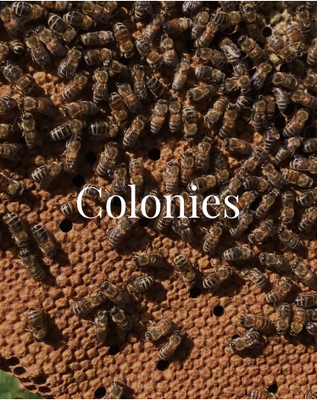 BEES FOR SALE - Bees in Boxes sells 10+ frame colonies, 5 frame nucleus colonies, and queens. Delivery and installation available. Please call for current availability: 510-325-2506 BEES FOR SALE - Bees in Boxes sells 10+ frame colonies, 5 frame nucleus colonies, and queens. Delivery and installation available. Please call for current availability: 510-325-2506