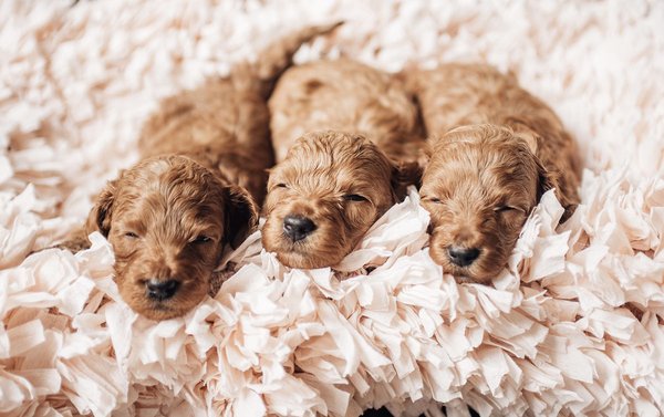 Maple Hill Doodles - This Doodle breeder's website was far behind schedule, which was slowing down her overall business. Since we began monthly SEO and Content Management, we're now able to anticipate upcoming puppies, available puppies and guardian dogs. Most of the time now her adorable Doodles are spoken for within days of their announcements. And she's been able to introduce Started Puppies, a brand new program for extra-smart  puppies to receive advanced social skills while still living with her. Puppies learn how to walk on a loose leash attached to their harness, complete potty training, get used to being in their crates for sleeping, and enjoy a professional grooming.

In addition, regular post updates to her website have made it her premiere source for ready information and answers to FAQs about Doodles in general. This has been a thoroughly enjoyable project and we look forward to helping Maple Hill Doodles on an ongoing basis.