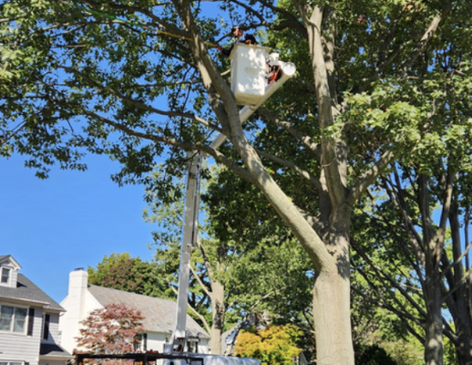 Tree Removal Services - Get any unwanted or dead trees removed so you can enjoy spring and summer in your yard. We are experts at large and small tree removal. We've been in business over 17 years and we'd love to work with you. We offer free estimates. Call Today 15166058991