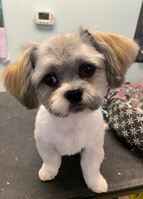 Small Breed Full Groom. - Conditioner and nail filing are included with every haircut and bath package. Want to give your pet a little extra attention, add teeth brushing for just $5! We welcome all pets including cats! Call us today! Small Breed Full Groom. - Conditioner and nail filing are included with every haircut and bath package. Want to give your pet a little extra attention, add teeth brushing for just $5! We welcome all pets including cats! Call us today!