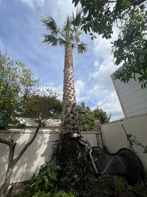 tree service - my name is alex i have 5 years in tree service i do removals tree prunning stump grinding planting 
i have 10 years in landscape i do clean ups ,mowing ,edging hedge-trimming,  blowing we like to do it right the first time & keep out customers happy