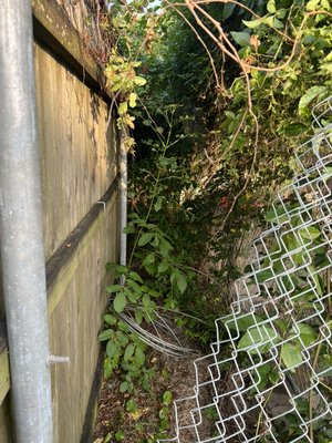 Alley clean up. - She had very over grown vines and weeds and wanted it gone. She gave me a call and I did my thing and got it looking brand new. Alley clean up. - She had very over grown vines and weeds and wanted it gone. She gave me a call and I did my thing and got it looking brand new.
