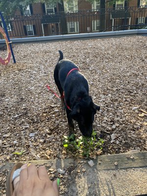 Dog Park Fun! - Our furry friends enjoying their outside time.