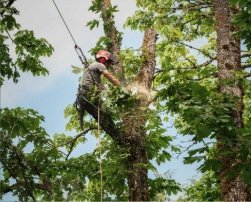 Tree Pruning or Trimming Services - Tree pruning is an essential part of tree care. Pruning is the process of removing dead, broken, or diseased branches from a tree. It also involves removing any branches that are rubbing against each other, crossing over one another, or growing inwards towards the center of the tree. Additionally, pruning can help shape a tree, encourage fuller, more even growth, and open up the canopy for more sunlight to reach the ground beneath. Depending on the species of tree, pruning can be done at any time of year, although it is generally best done during the dormant season.
Pruning should be done with the utmost care to avoid damaging the tree and should be done by a trained professional if possible. Doing it yourself can result in improper pruning techniques that can damage the tree, preventing it from becoming strong and healthy. Proper pruning is essential to maintaining the vigor and health of trees, and can help ensure that they stay healthy and strong for many years to come. Tree Pruning or Trimming Services - Tree pruning is an essential part of tree care. Pruning is the process of removing dead, broken, or diseased branches from a tree. It also involves removing any branches that are rubbing against each other, crossing over one another, or growing inwards towards the center of the tree. Additionally, pruning can help shape a tree, encourage fuller, more even growth, and open up the canopy for more sunlight to reach the ground beneath. Depending on the species of tree, pruning can be done at any time of year, although it is generally best done during the dormant season.
Pruning should be done with the utmost care to avoid damaging the tree and should be done by a trained professional if possible. Doing it yourself can result in improper pruning techniques that can damage the tree, preventing it from becoming strong and healthy. Proper pruning is essential to maintaining the vigor and health of trees, and can help ensure that they stay healthy and strong for many years to come.