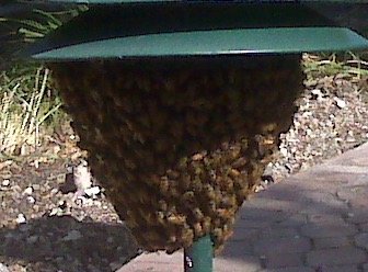 Bee Removal Live when possible - Bee Removal in these Florida Counties
Miami-Dade, Broward, Palm Beach, Monroe, St.Lucie, Martin, Indian River Honest, Fast, Friendly, Effective Bee Removal Service
When possible we save the honeybees.
Complete Bee Hive Removal Done RIGHT the FIRST TIME
Swarming occurs several times per year here in Florida because of the favorable weather and the myriad locations in which bee hives can be secure. During swarm season, each hive splits when a new queen is born; the old queen and the new queen each have half of the bees from the hive, and both colonies then live, work, and make honey in two separate locations. Initially, bees don’t fly too far from their original hive, but Scout Bees find a location nearby for the swarm to rest. This cluster of 5,000 or more bees, land after swirling about, an awe-inspiring and even scary sight. Usually the bees form an elongated shape, such as that of an egg, football, or teardrop, but this is a TEMPORARY stop. This IS NOT where the bees will build their hive.
In some cases, depending on the size, location and temperament of an established colony, a registered Florida beekeeper can remove an established colony and all of its components (bees, comb, brood, honey) and relocate it safely to an apiary. Swarms, given their transient state and docile nature, usually can be removed easily and relocated to an apiary.
Eradication of a colony by a certified pest control operator is often the choice when the colony is nesting in a location that does not facilitate safe removal (e.g., high up in a tree, deep in an occupied dwelling, near a school, etc.), is deemed no longer able to thrive, or poses a stinging threat to humans.
It is important to note that it is the property owner’s choice concerning how a colony is removed. Although honey bees are an important agricultural resource, it is NOT illegal for a licensed pest control company to eradicate a nuisance honey bee colony. In some cases, public safety necessitates that a given colony be eradicated.
Never attempt to remove or eradicate nuisance bees or a colony yourself. It can be dangerous and, if not done properly, a violation of state or federal pesticide laws. “https://www.fdacs.gov/Consumer-Resources/Consumer-Rights-and-Responsibilities/Pest-Control/Bee-Removal-or-Eradication-in-Florida Bee Removal Live when possible - Bee Removal in these Florida Counties
Miami-Dade, Broward, Palm Beach, Monroe, St.Lucie, Martin, Indian River Honest, Fast, Friendly, Effective Bee Removal Service
When possible we save the honeybees.
Complete Bee Hive Removal Done RIGHT the FIRST TIME
Swarming occurs several times per year here in Florida because of the favorable weather and the myriad locations in which bee hives can be secure. During swarm season, each hive splits when a new queen is born; the old queen and the new queen each have half of the bees from the hive, and both colonies then live, work, and make honey in two separate locations. Initially, bees don’t fly too far from their original hive, but Scout Bees find a location nearby for the swarm to rest. This cluster of 5,000 or more bees, land after swirling about, an awe-inspiring and even scary sight. Usually the bees form an elongated shape, such as that of an egg, football, or teardrop, but this is a TEMPORARY stop. This IS NOT where the bees will build their hive.
In some cases, depending on the size, location and temperament of an established colony, a registered Florida beekeeper can remove an established colony and all of its components (bees, comb, brood, honey) and relocate it safely to an apiary. Swarms, given their transient state and docile nature, usually can be removed easily and relocated to an apiary.
Eradication of a colony by a certified pest control operator is often the choice when the colony is nesting in a location that does not facilitate safe removal (e.g., high up in a tree, deep in an occupied dwelling, near a school, etc.), is deemed no longer able to thrive, or poses a stinging threat to humans.
It is important to note that it is the property owner’s choice concerning how a colony is removed. Although honey bees are an important agricultural resource, it is NOT illegal for a licensed pest control company to eradicate a nuisance honey bee colony. In some cases, public safety necessitates that a given colony be eradicated.
Never attempt to remove or eradicate nuisance bees or a colony yourself. It can be dangerous and, if not done properly, a violation of state or federal pesticide laws. “https://www.fdacs.gov/Consumer-Resources/Consumer-Rights-and-Responsibilities/Pest-Control/Bee-Removal-or-Eradication-in-Florida