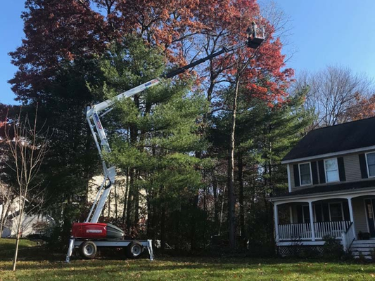 Expert Tree Pruning and Trimming - Enhance the health and longevity of your trees with expert tree pruning services. Our skilled arborists provide precise pruning to encourage strong growth, prevent diseases, and reduce safety risks for homes and businesses. (603) 886-4581 Expert Tree Pruning and Trimming - Enhance the health and longevity of your trees with expert tree pruning services. Our skilled arborists provide precise pruning to encourage strong growth, prevent diseases, and reduce safety risks for homes and businesses. (603) 886-4581
