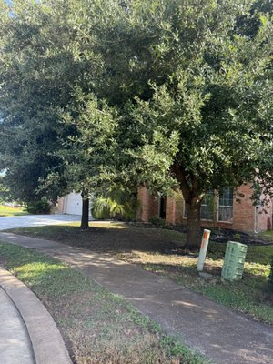 TRIMMING LIVE OAK TREES - Customer requested tree trimming due to HOA, It was raised up from the street and removed dead branches. TRIMMING LIVE OAK TREES - Customer requested tree trimming due to HOA, It was raised up from the street and removed dead branches.